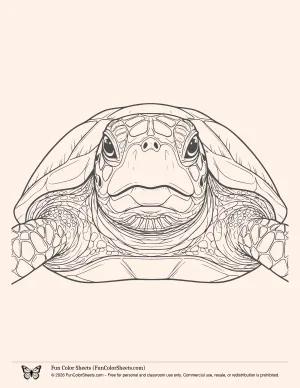 Detailed Turtle Front View