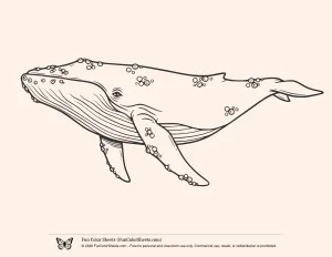 Humpback Whale Coloring Page