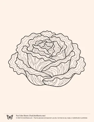 Lettuce Coloring Page