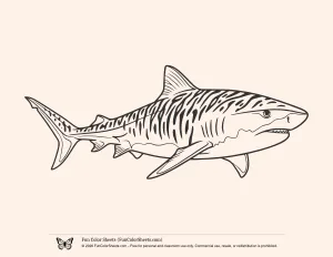 Basic Tiger Shark Coloring Page