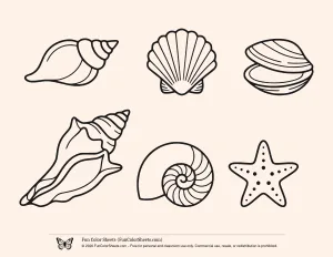 Bold and Easy Sea Shell Selection Coloring Sheet