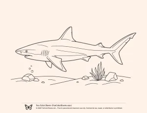 Bull Shark Coloring Sheet