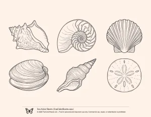 Detailed Sea Shell Selection to Color