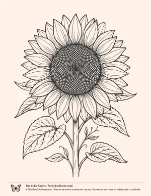 Detailed Sunflower Coloring Page