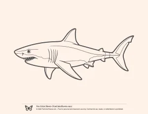 Easy Great White Shark Coloring Sheet