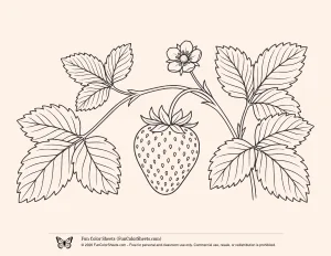 Easy Strawberry Coloring Sheet