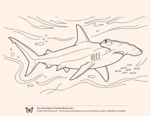Hammerhead Shark Coloring Page