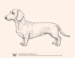 Realistic Sausage Dog Coloring Sheet