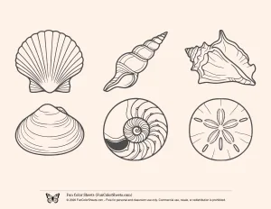 A Selection of Sea Shells to Color