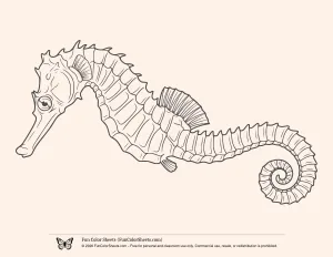 Simple Realistic Seahorse Coloring Page