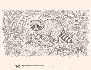 Raccoon Nature Coloring Page